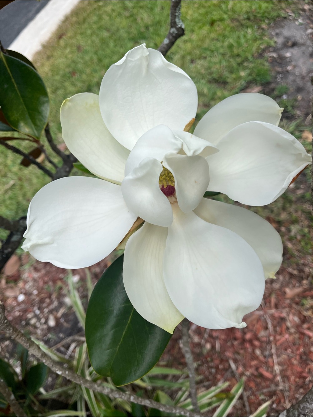 White Magnolia Flower (not for sale)